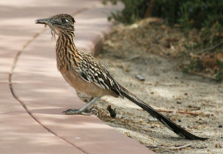 Кукушка Road Roadrunner Калифорнийская