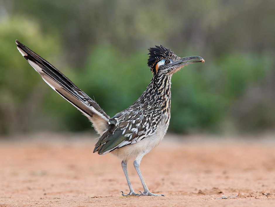 Roadrunner Bird