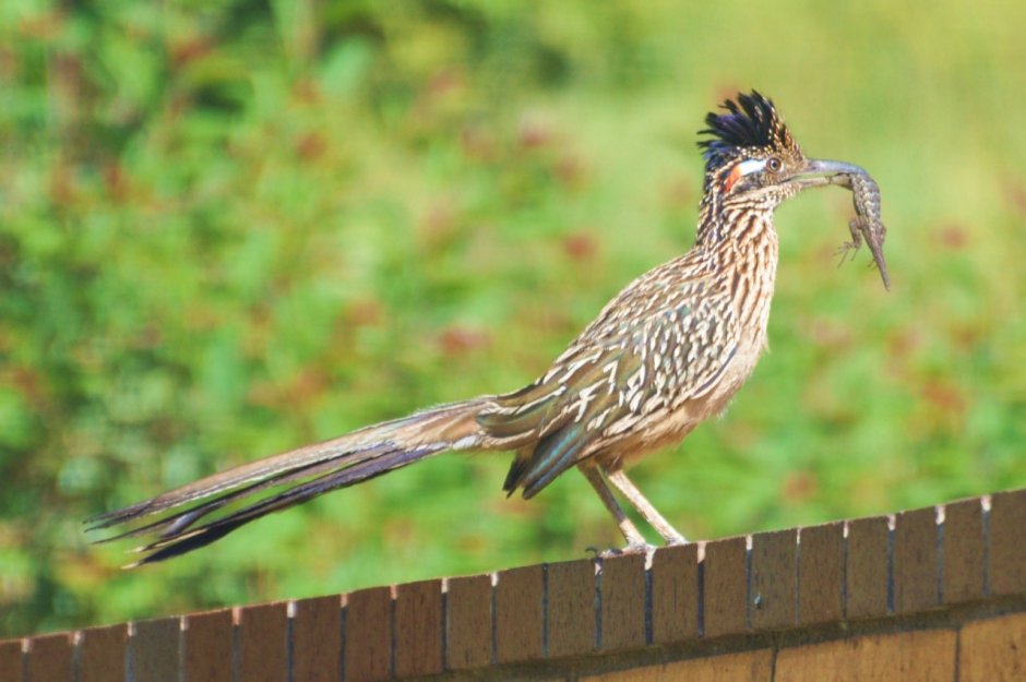 Geococcyx californianus