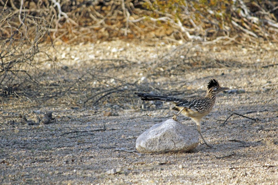 Стерх, или белый журавль (Grus leucogeranus)