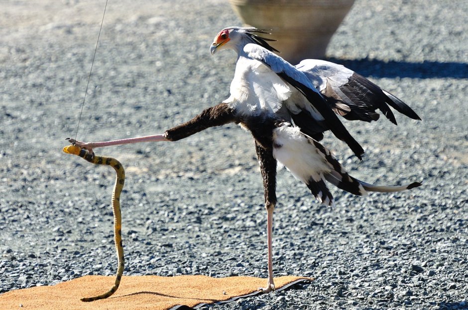 Road Runner