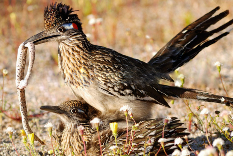 Great Roadrunner
