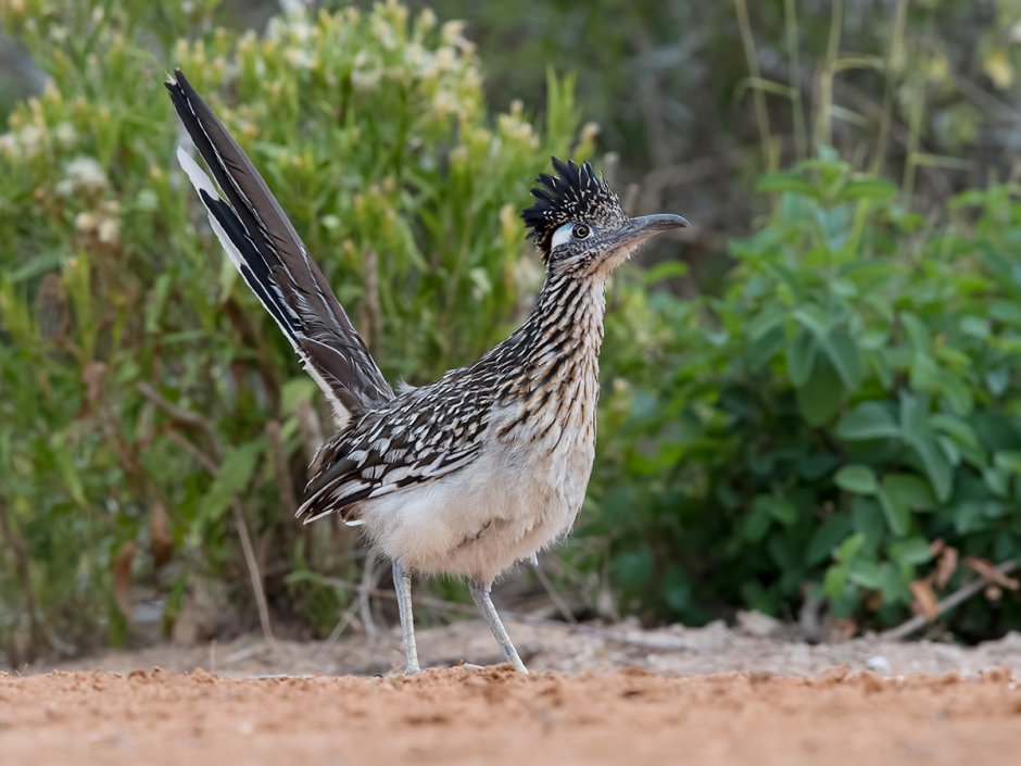 Geococcyx californianus