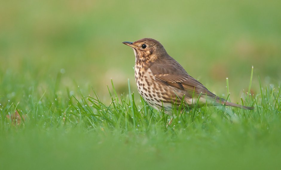 The Darkling Thrush