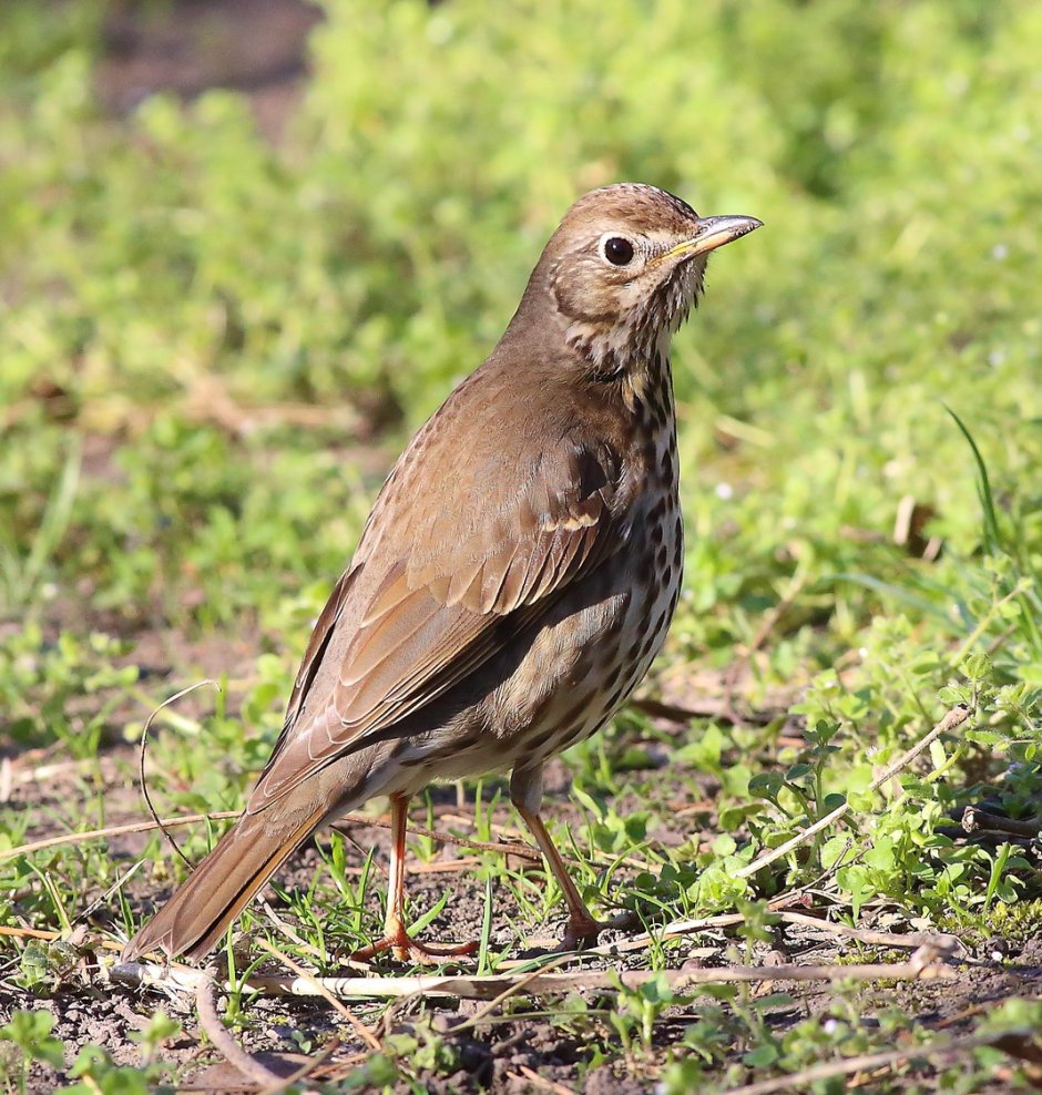 Соловей (Luscinia Luscinia)