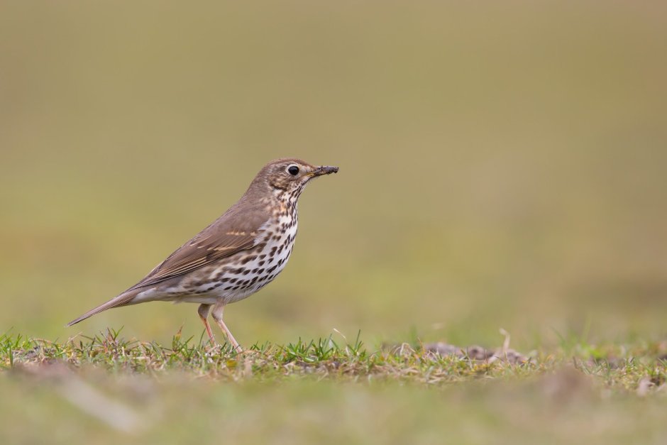 Turdus albocinctus Дрозд белоошейниковый