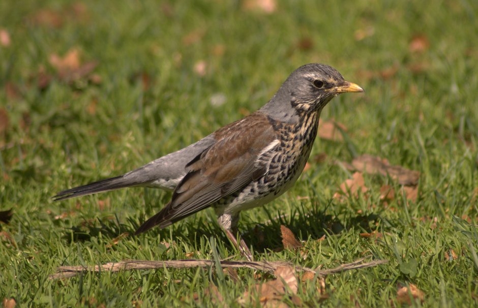 Thrush picture