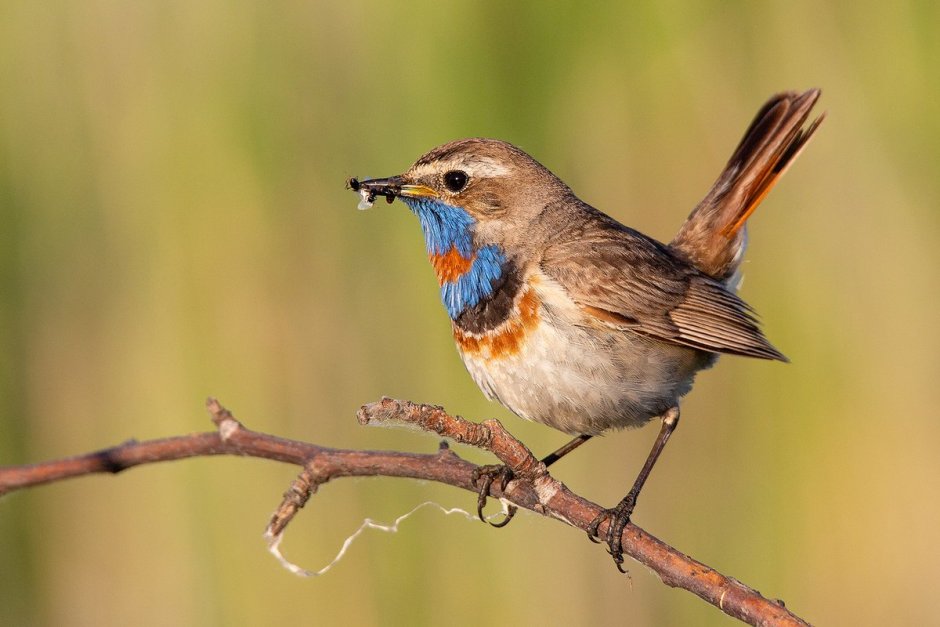 Дрозд-деряба (turdus viscivorus)