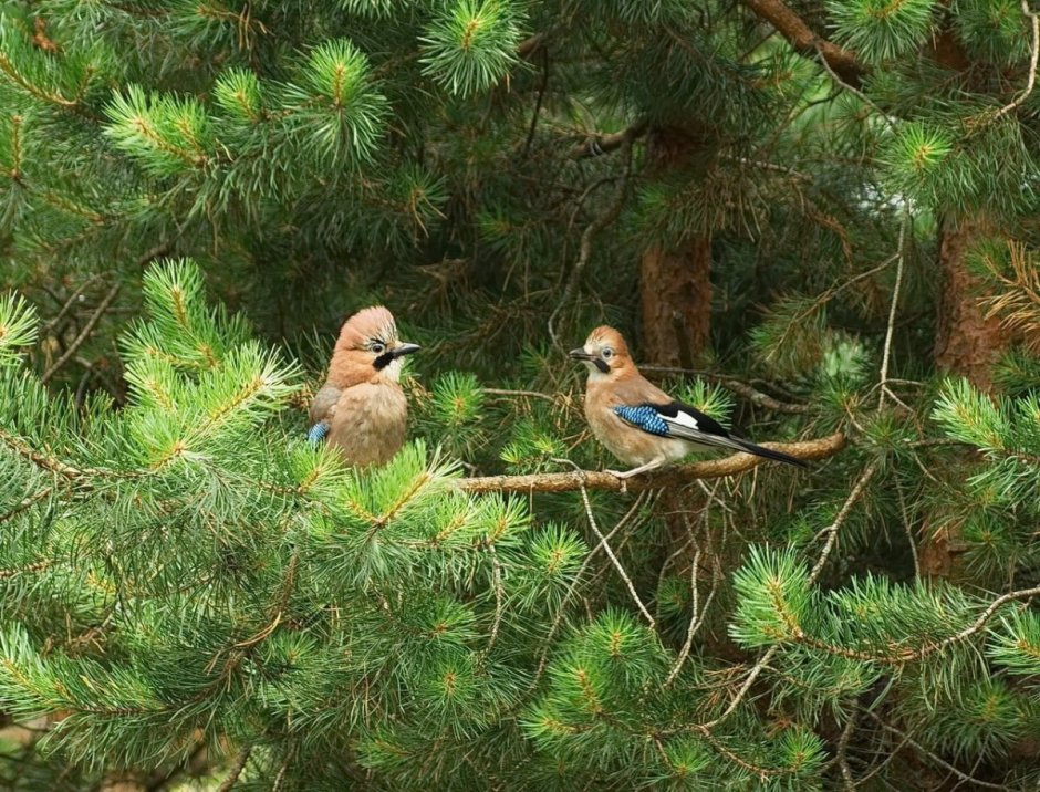 Птицы живущие в лесу