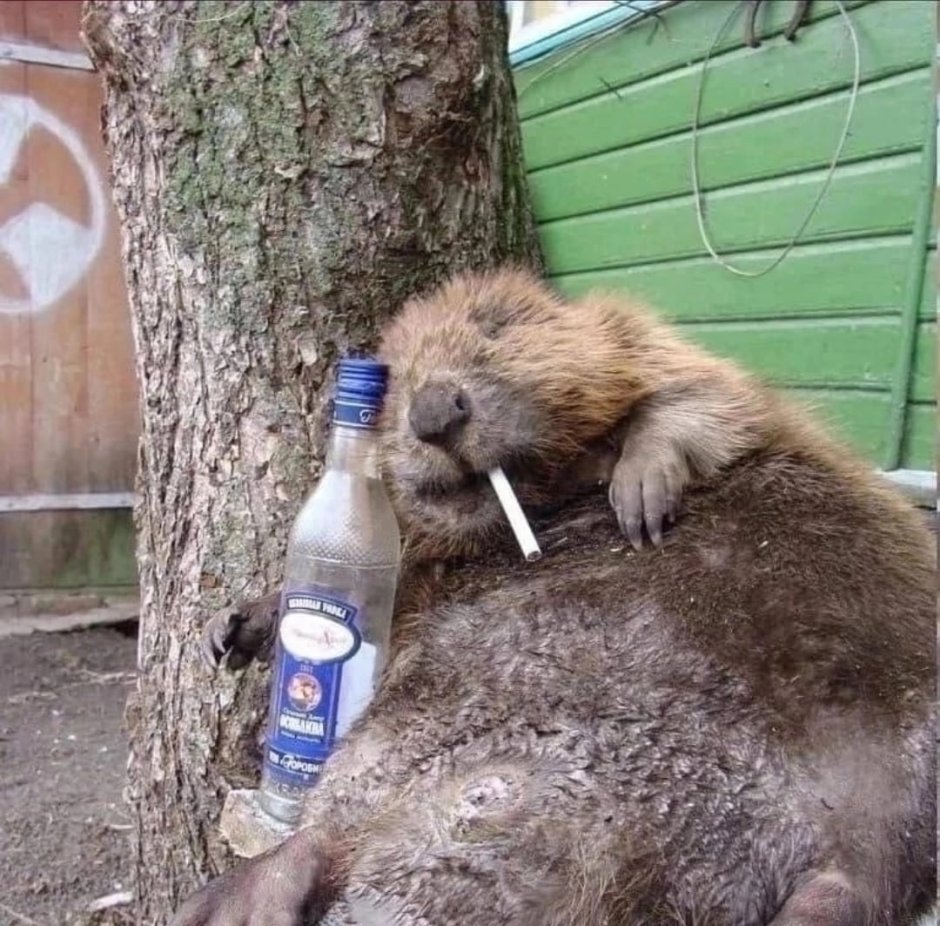 Норка малыш