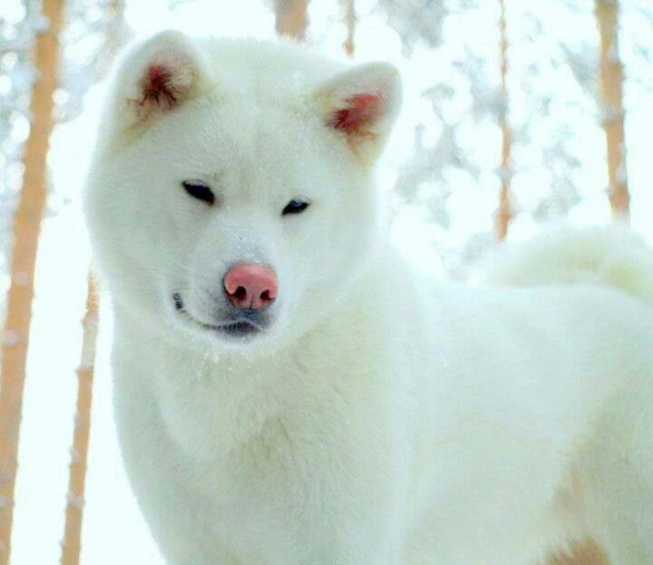 Хаски альбинос щенок