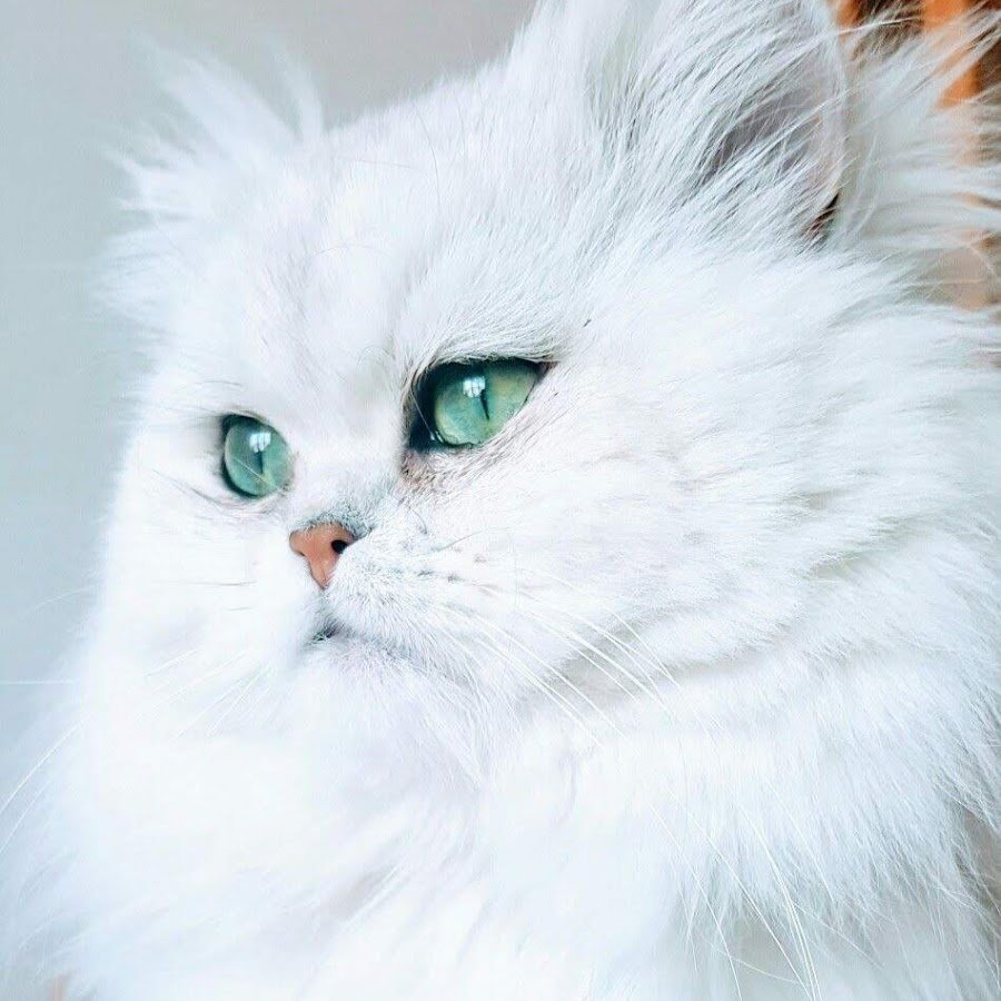 Британская длинношёрстная кошка белая