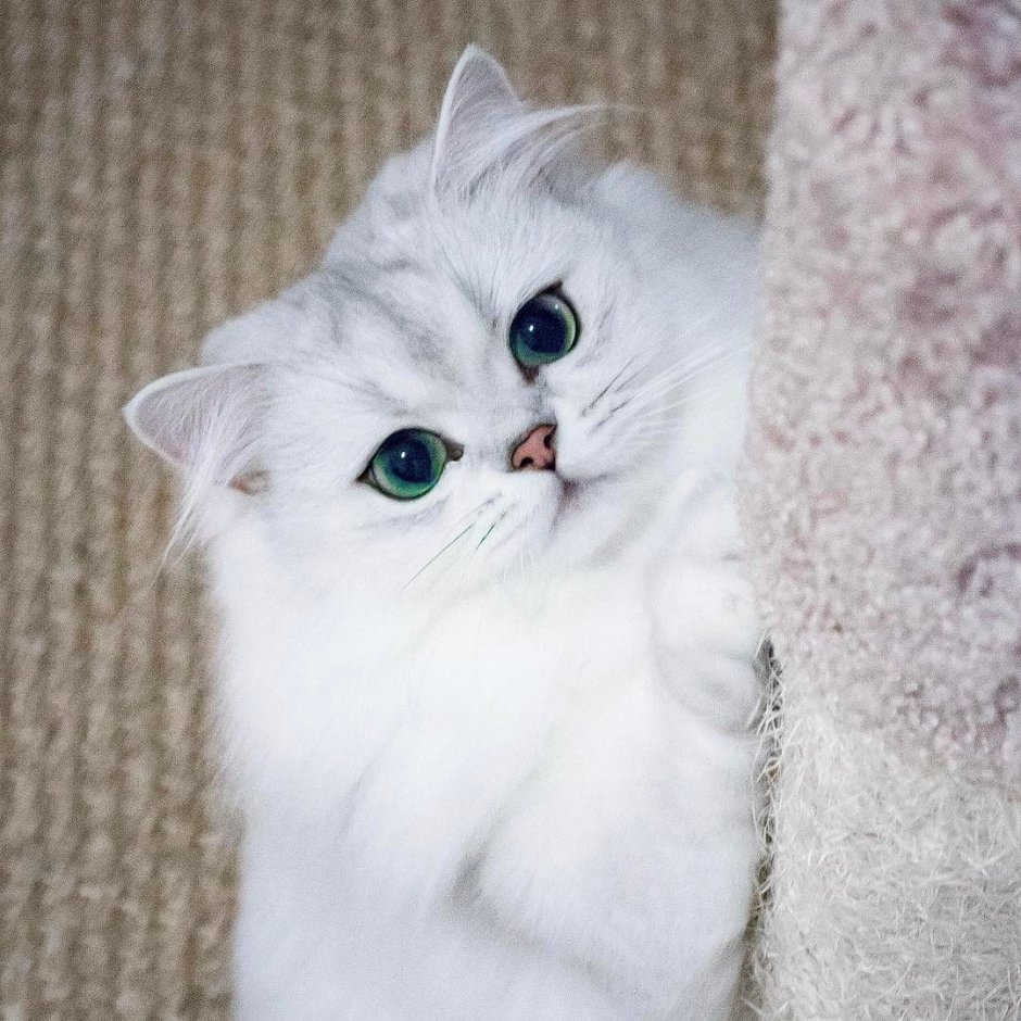 Британская серебристая шиншилла