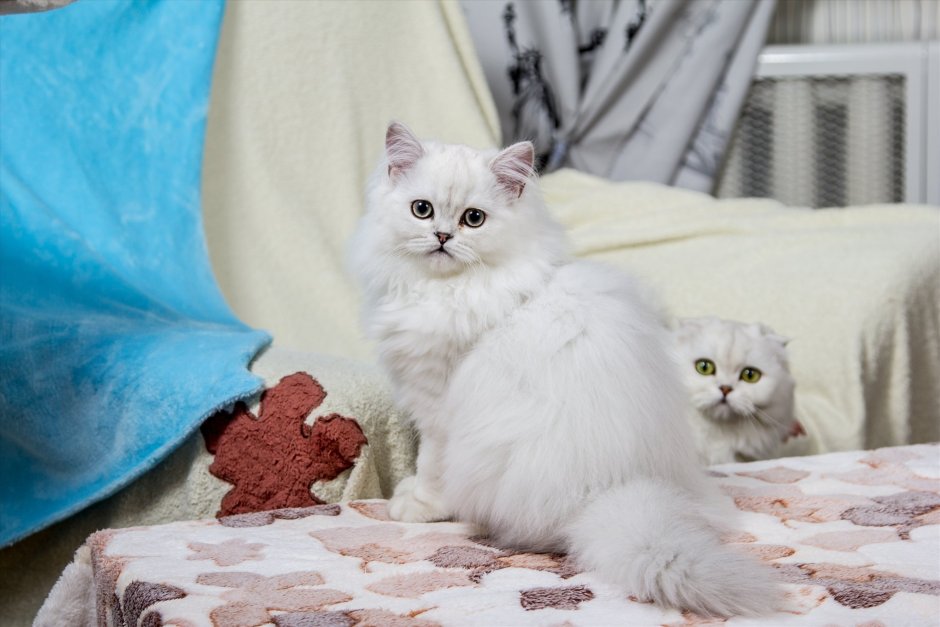 Хайленд страйт шиншилла