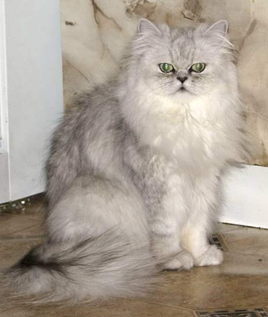 Кошка шиншилла длинношерстная