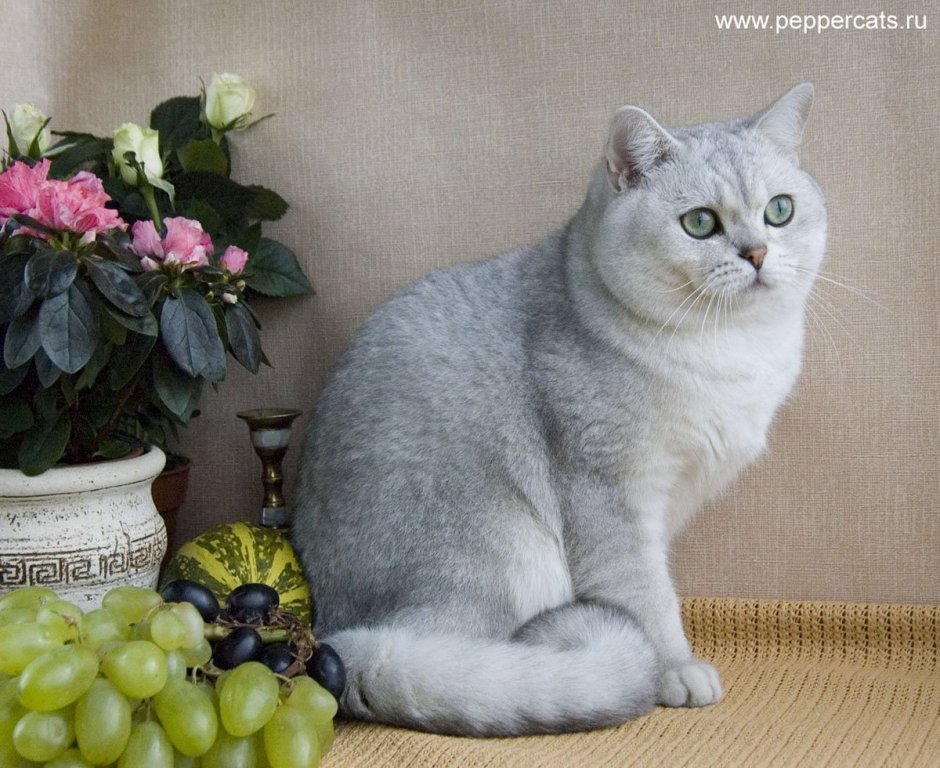 Серебристая шиншилла кошка