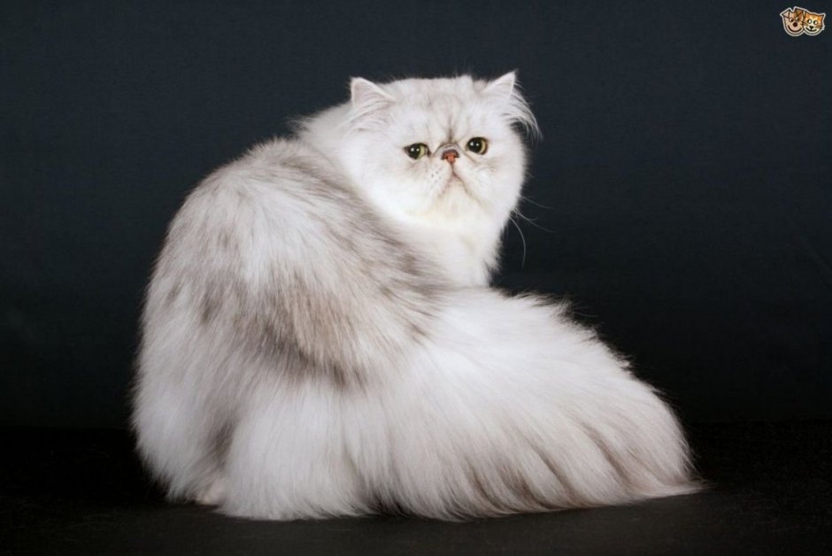 Британская шиншилла