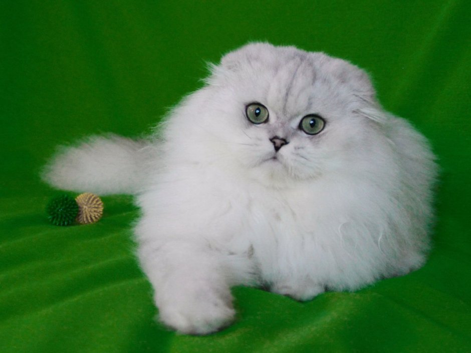 Сибирская шиншилла кошка