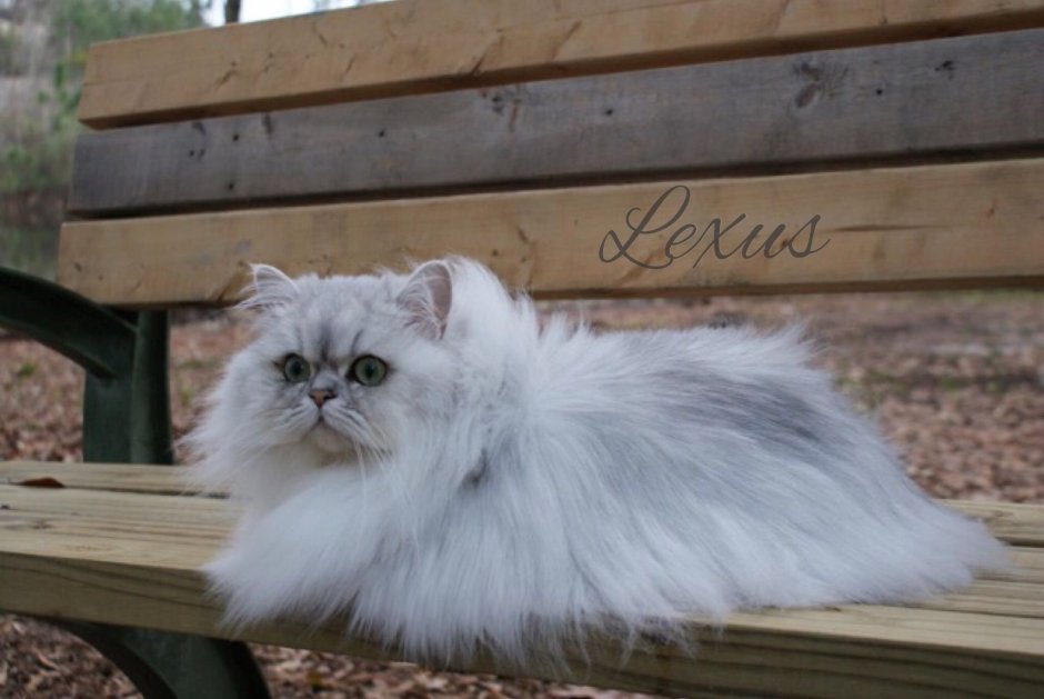 Персидская голубая шиншилла