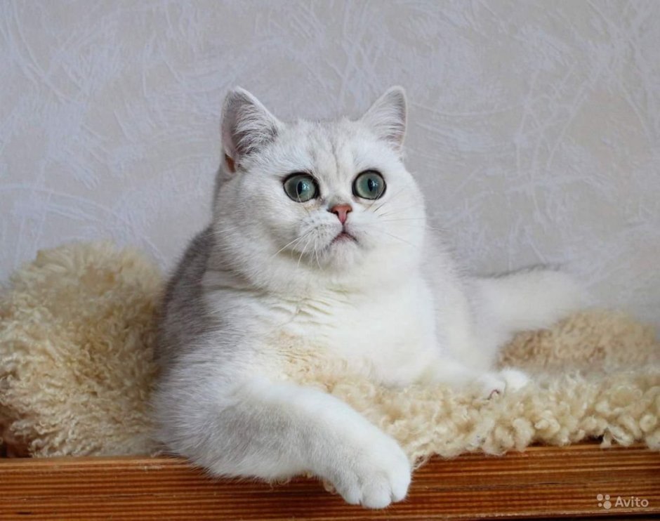 Бурмилла длинношерстная