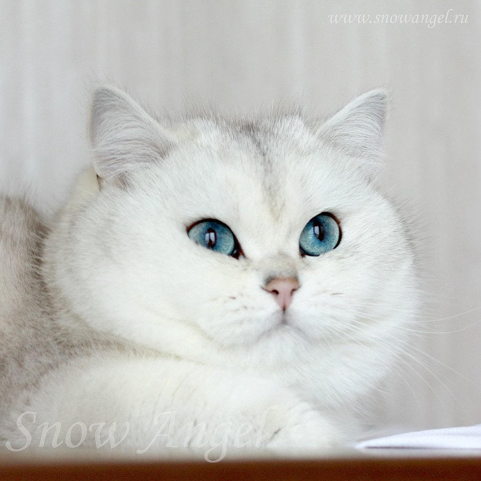 Золотая шиншилла длинношерстная