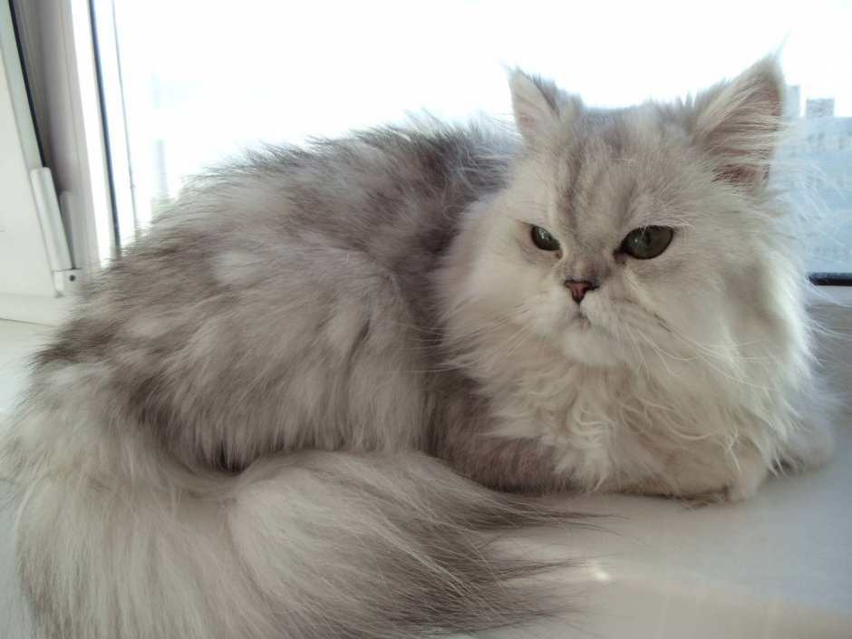 Персидская шиншилла