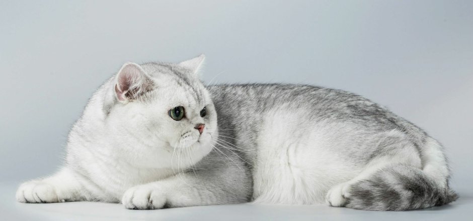 Британская шиншилла серебристая затушеванная