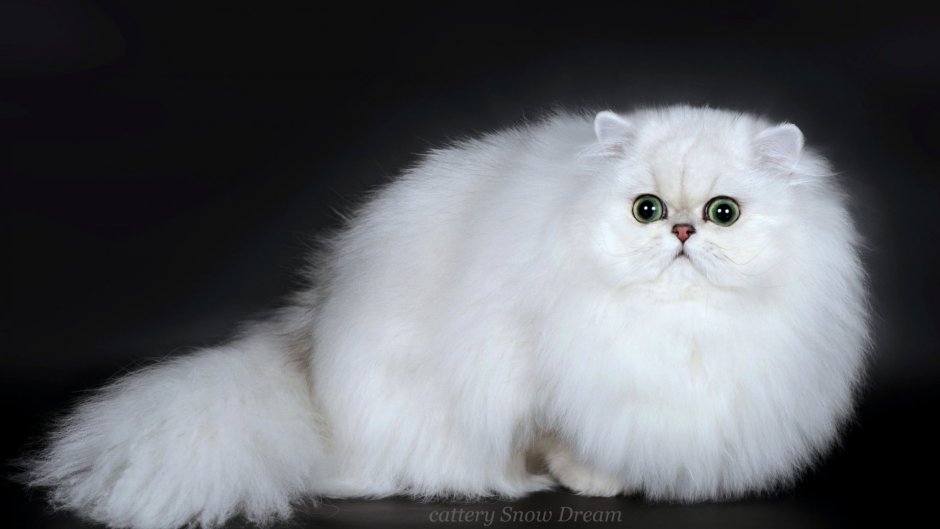 Персидская шиншилла черная