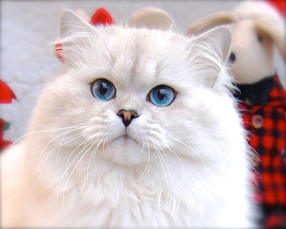 Шотландская шиншилла хайленд