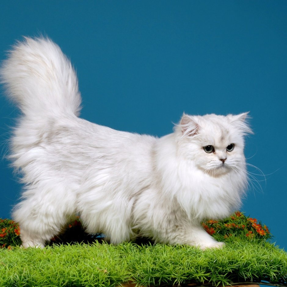 Сибирская шиншилла Персидская