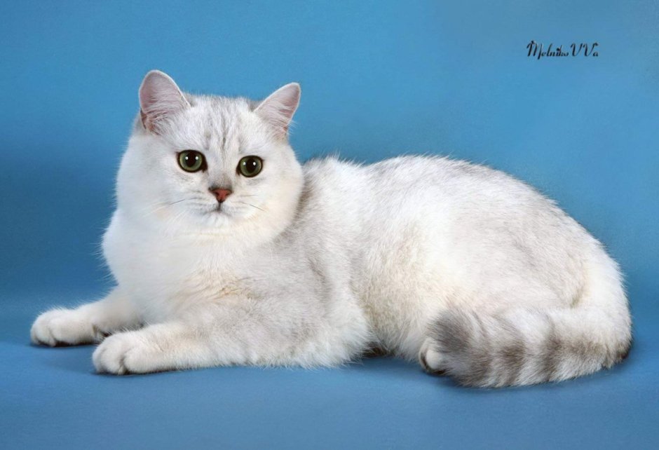 Шиншилла Британская голубая