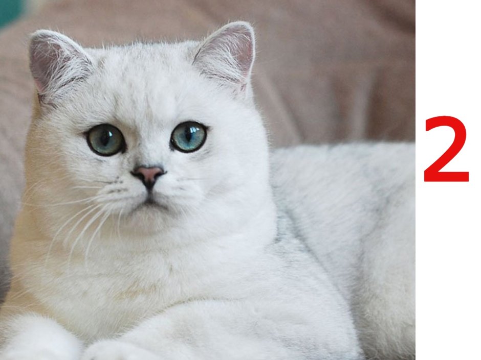 Британская серебристая шиншилла кошка