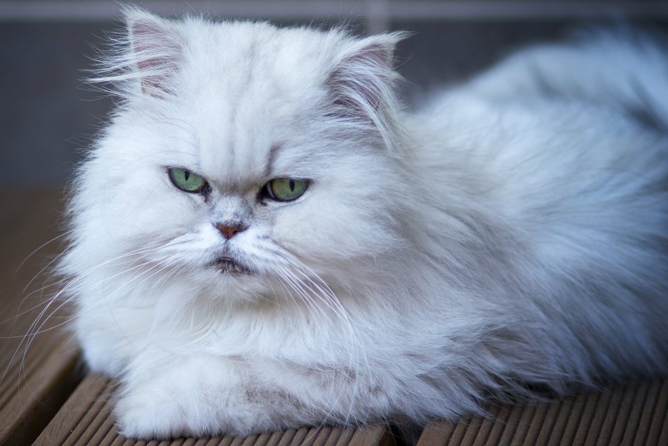 Персидская шиншилла кошка