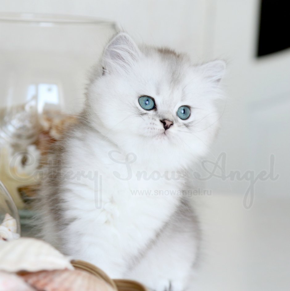 Британец Королевская шиншилла серебристая