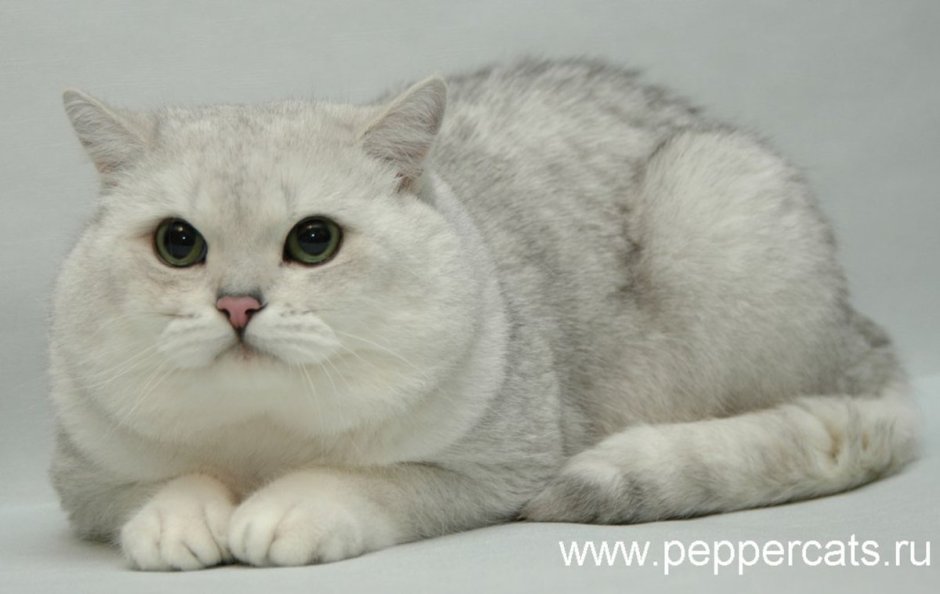 Британская длинношерстная шиншилла