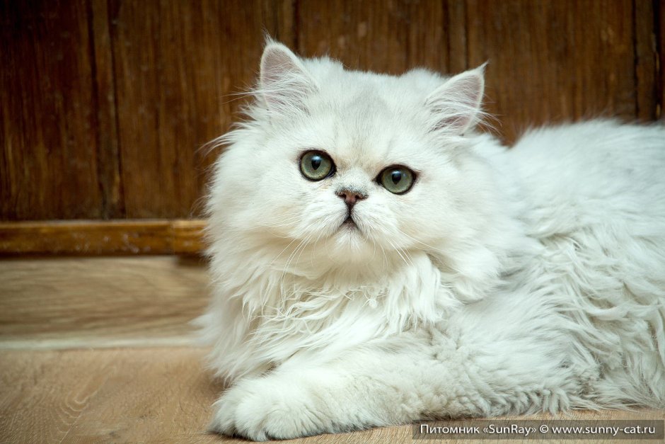 Персидская шиншилла кошка