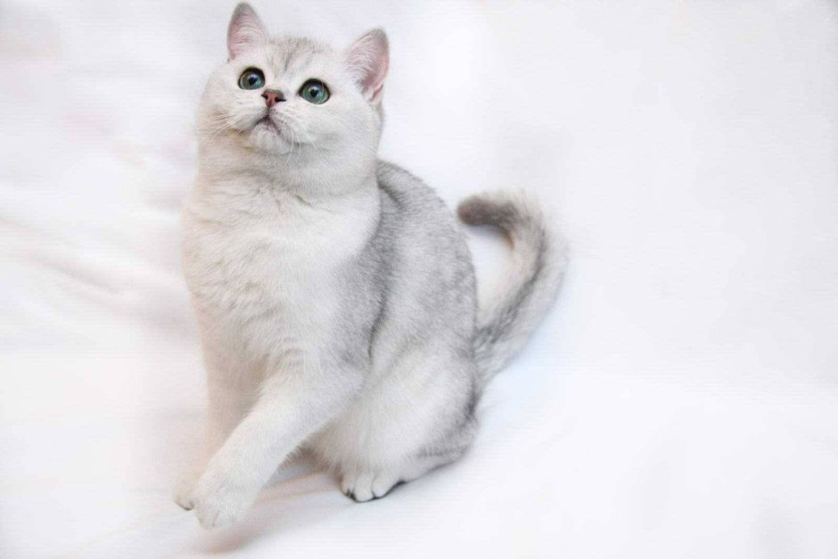 Британская шиншилла серебристая затушеванная