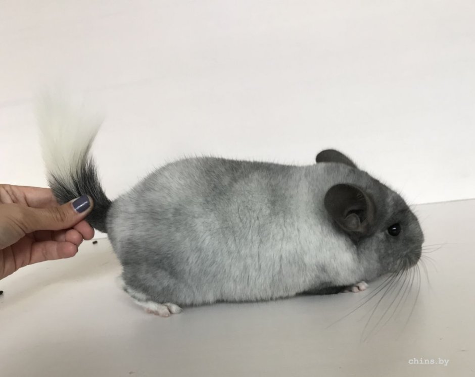 Белая кошка с голубыми глазами