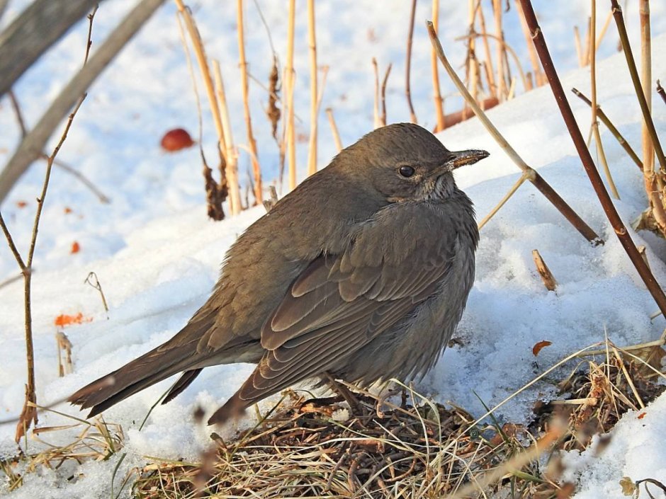 Чернозобый Дрозд (turdus atrogularis)