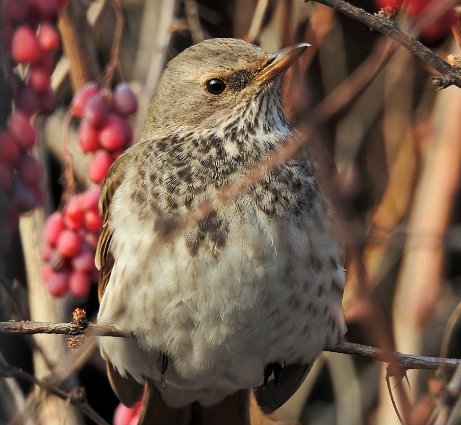 Чернозобый Дрозд (turdus atrogularis)