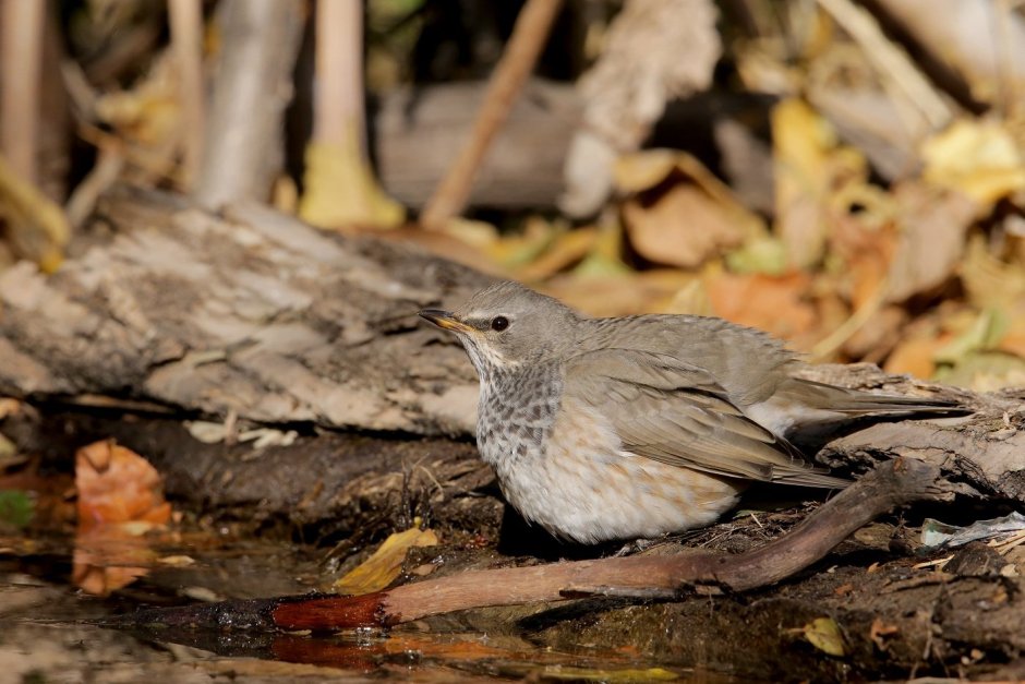 Чернозобый Дрозд (turdus atrogularis)