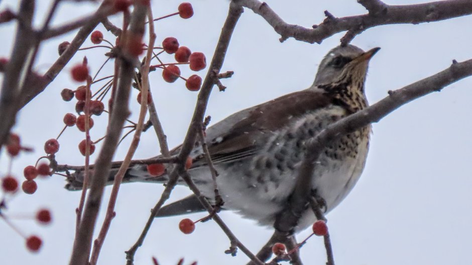 Turdus atrogularis