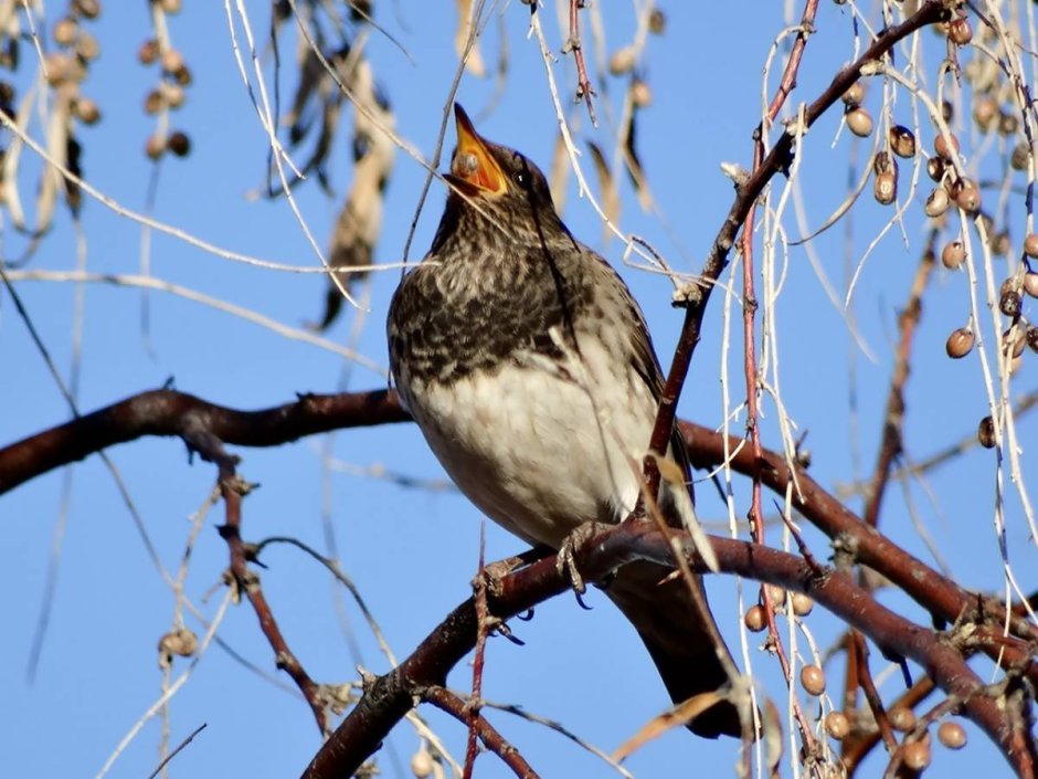 Чернозобый Дрозд (turdus atrogularis)