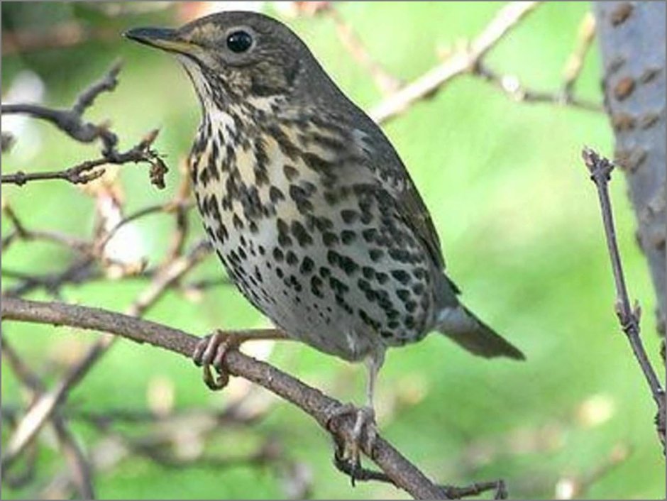 Дрозд чёрный (turdus Merula)