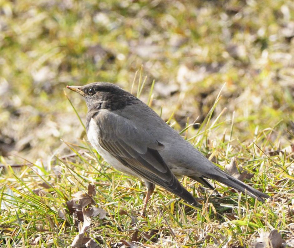 Чернозобый Дрозд (turdus atrogularis)