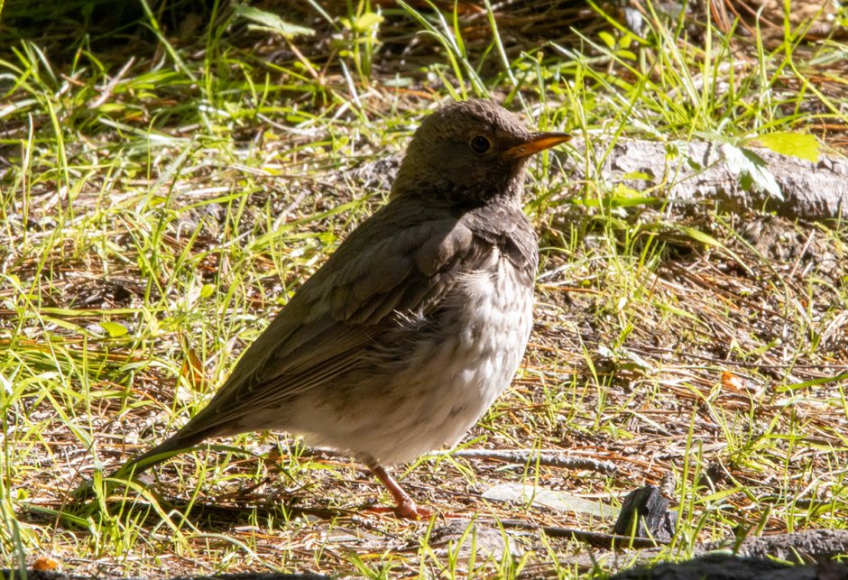 Чернозобый Дрозд (turdus atrogularis)