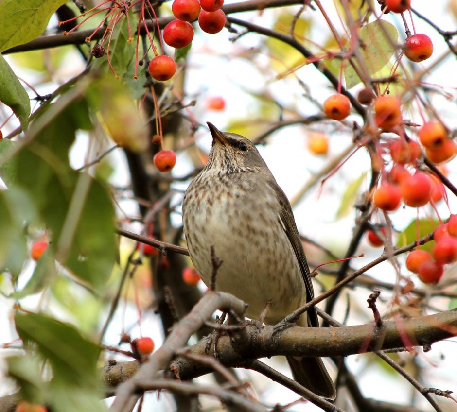 Turdus atrogularis