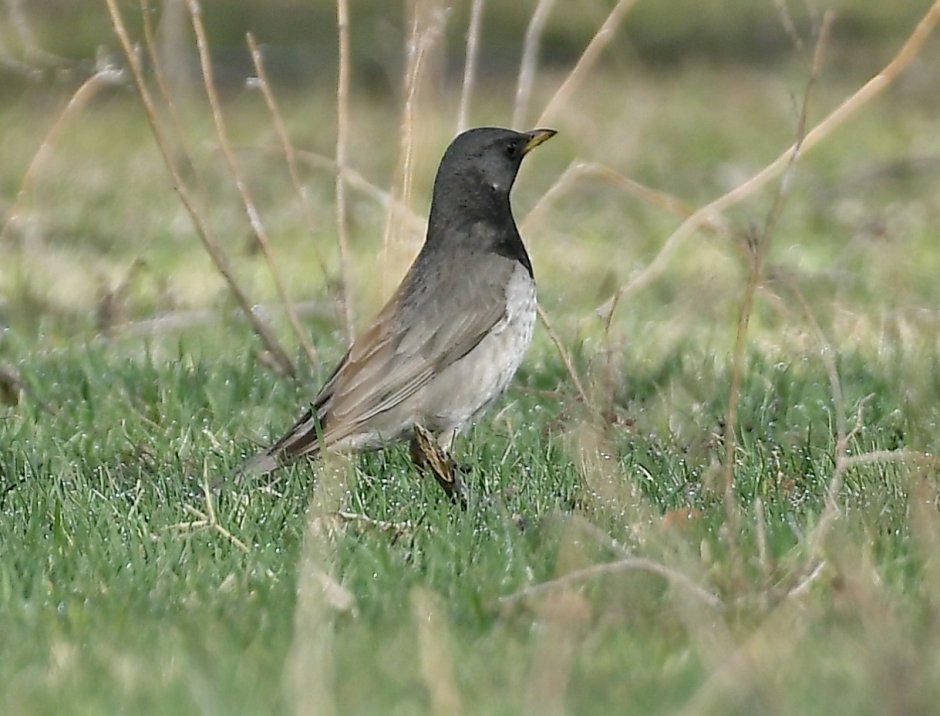 Чернозобый Дрозд (turdus atrogularis)