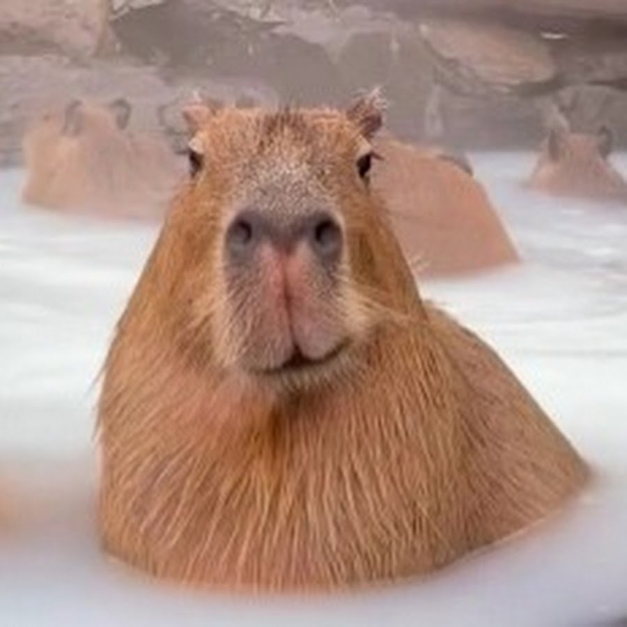 Капибара дед инсайд