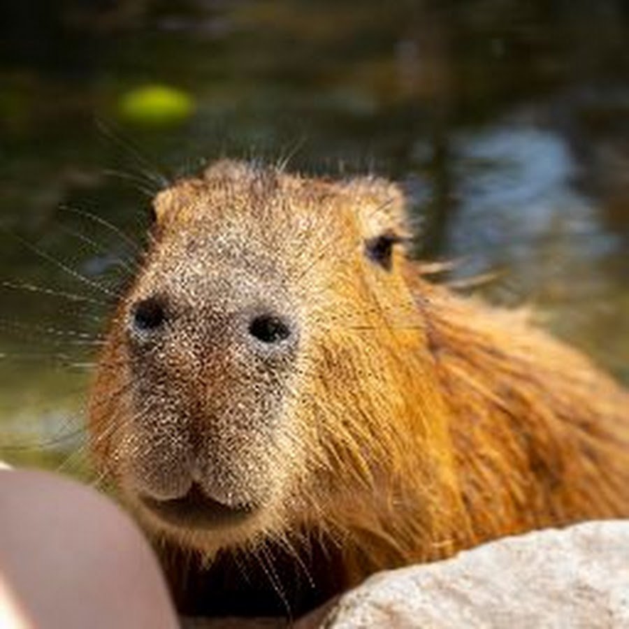 Капибара плывет
